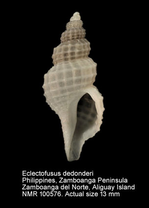 Eclectofusus dedonderi.jpg - Eclectofusus dedonderi (Fraussen & Hadorn,2001)